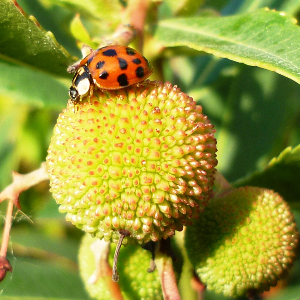 Coccinelle asiatique (Harmonia axyridis) adulte sur arbousier Coccinelle asiatique (Harmonia axyridis) adulte sur arbousier. © Plante & Cité / Maxime Guérin